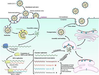 The SARS-CoV-2 Spike Glycoprotein Biosynthesis, Structure, Function, and Antigenicity: Implications for the Design of Spike-Based Vaccine Immunogens